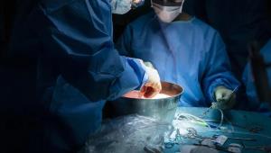 بنی آدم اعضای یکدیگرند     که در آفرینش ز یک گوهرند